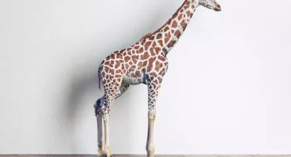 这个人有好奇心